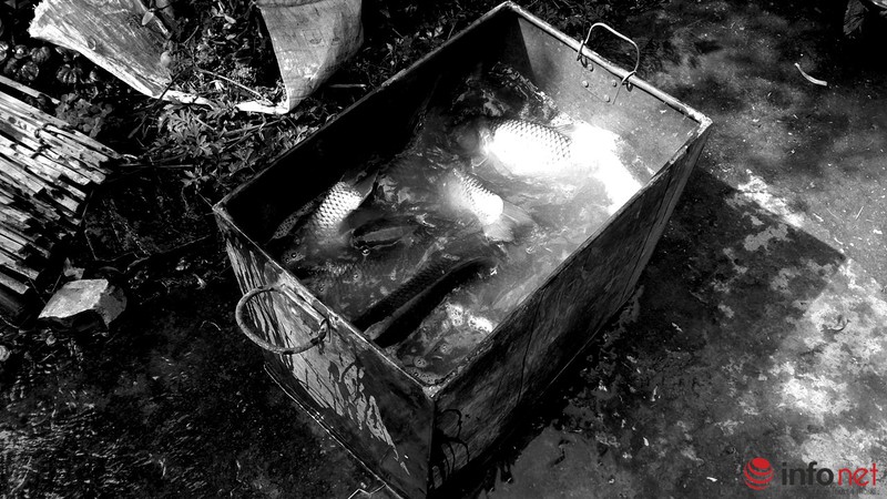 Lội ao bắt cá trong cái rét 11 độ - ảnh 7