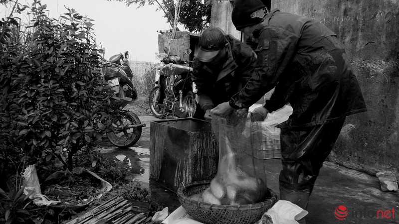 Lội ao bắt cá trong cái rét 11 độ - ảnh 8