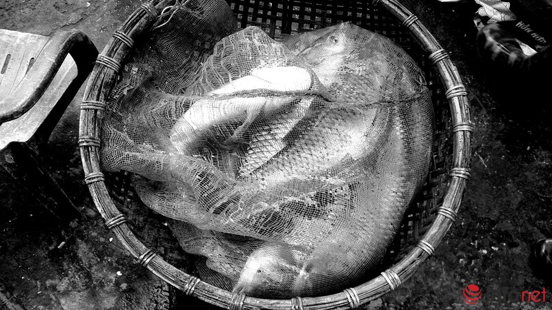 Lội ao bắt cá trong cái rét 11 độ - ảnh 10