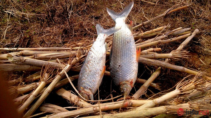 Lội ao bắt cá trong cái rét 11 độ - ảnh 14