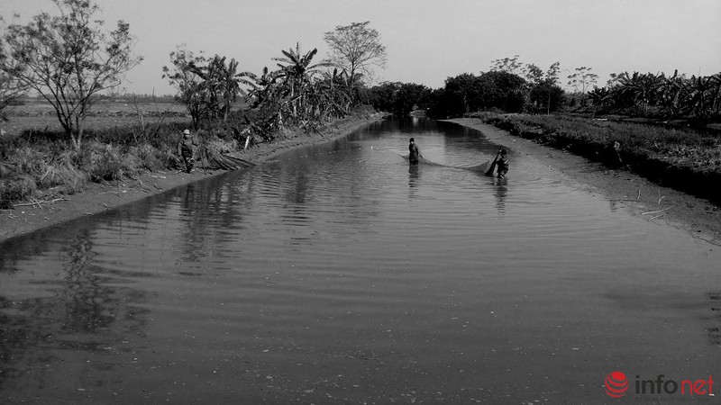 Lội ao bắt cá trong cái rét 11 độ - ảnh 3