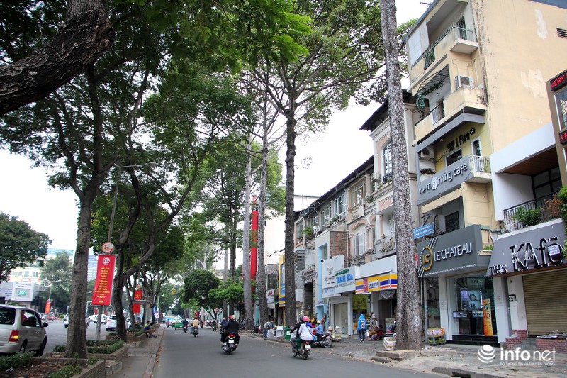 Nhìn hàng dầu cổ thụ sắp bị chặt bỏ để làm tuyến metro Bến Thành - Suối Tiên - ảnh 2