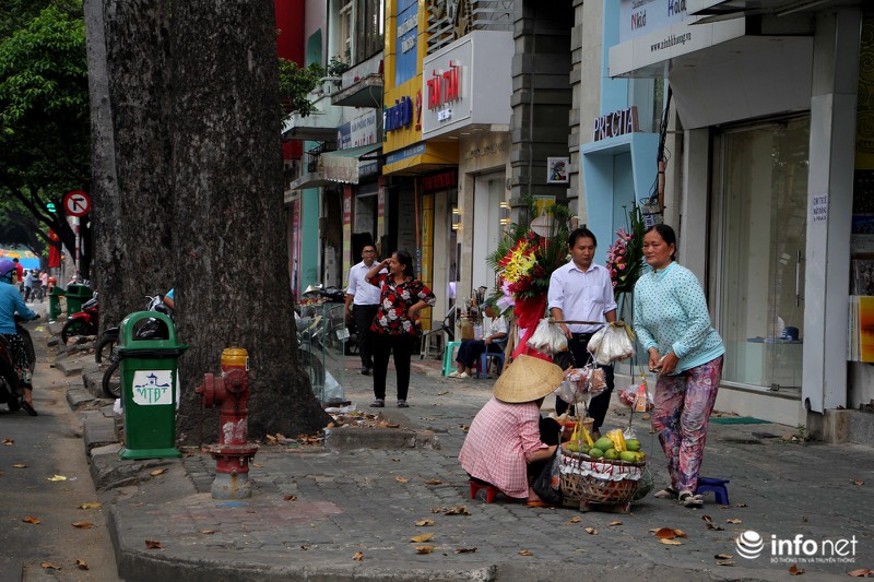 Nhìn hàng dầu cổ thụ sắp bị chặt bỏ để làm tuyến metro Bến Thành - Suối Tiên - ảnh 7