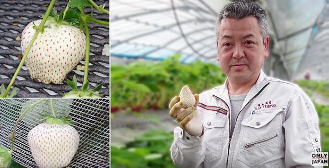 Dâu tây Bạch Tuyết giá 'chát' chưa lên kệ đã hết hàng - 2