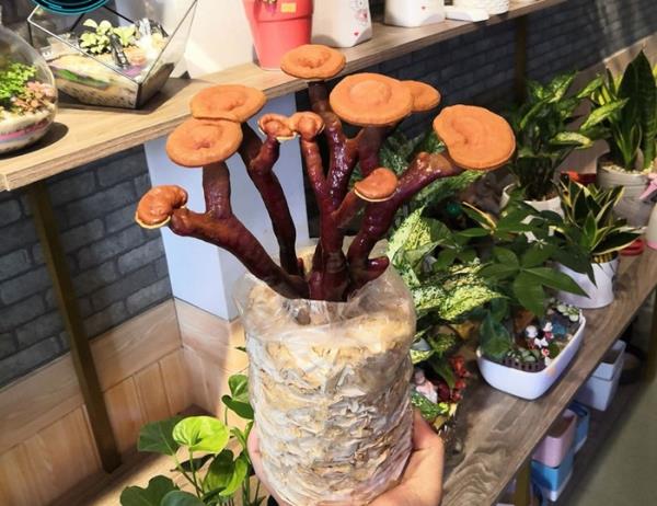 Giá đắt đỏ tiền triệu, nấm linh chi bonsai vẫn hút khách - 5