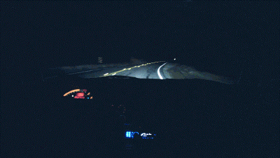 9 điều cần lưu ý để lái xe an toàn vào ban đêm - Coi chừng động vật