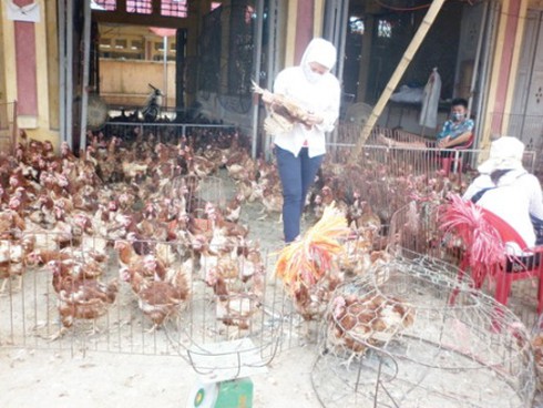Gà thải Trung Quốc chứa tồn dư kháng sinh, chất độc hại - ảnh 1