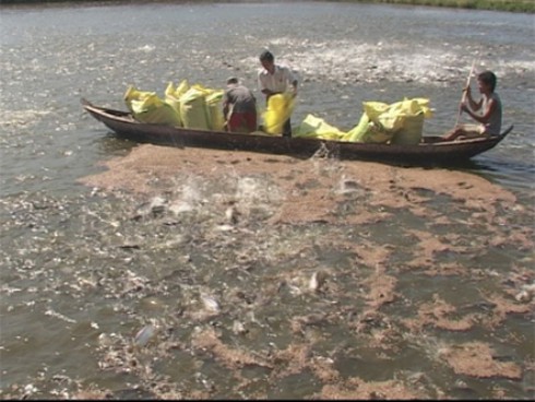 Vét sạch cá tra nguyên liệu để xuất khẩu - ảnh 1