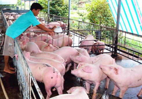 Gom heo bán sang Trung Quốc giá cao - ảnh 1