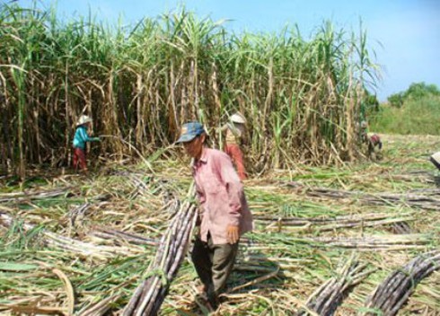 Đường lậu tràn lan: Nguy cơ phá sản ngành mía đường - ảnh 1
