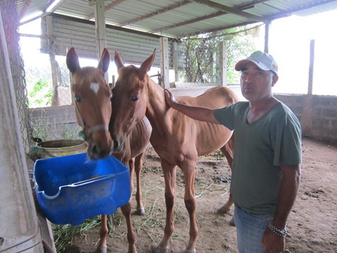 Làng ngựa đua Phú Thọ: Chật vật giữ ngựa không vào nồi thắng cố - ảnh 2