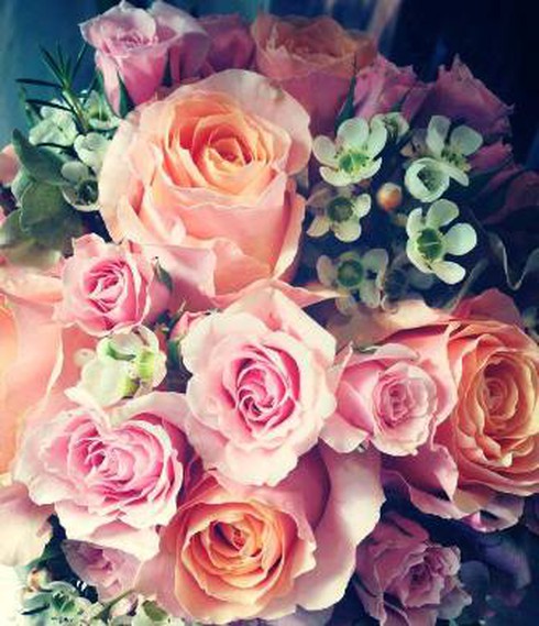 Tulip đen, hồng Anh quốc giá