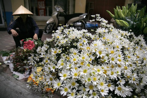 Mong manh vẻ đẹp hoa cúc họa mi - ảnh 10