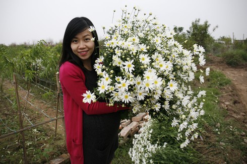 Mong manh vẻ đẹp hoa cúc họa mi - ảnh 8