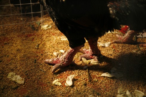 Người Hà Nội mê sản vật tiến vua - ảnh 2