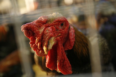 Người Hà Nội mê sản vật tiến vua - ảnh 3