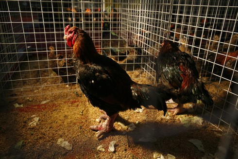 Người Hà Nội mê sản vật tiến vua - ảnh 4