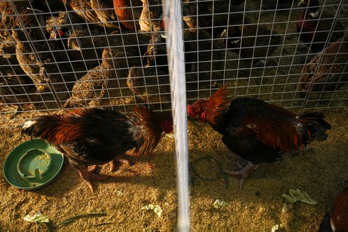 Người Hà Nội mê sản vật tiến vua - ảnh 6