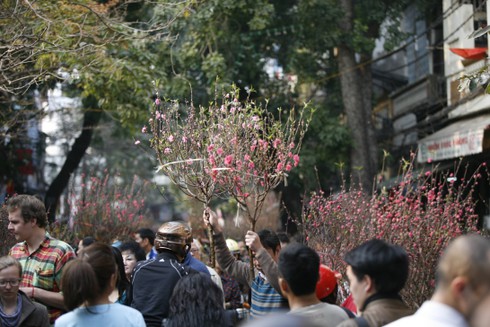 Hoa đào rực rỡ đón xuân về - ảnh 1