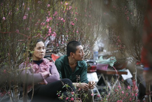 Hoa đào rực rỡ đón xuân về - ảnh 10