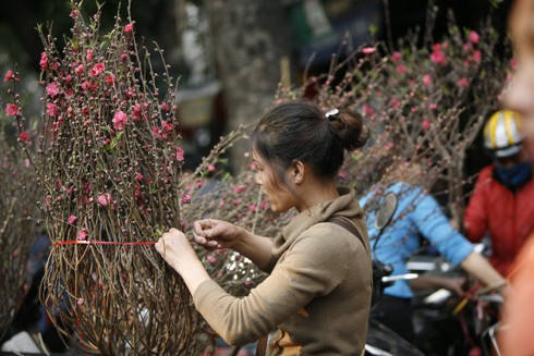 Hoa đào rực rỡ đón xuân về - ảnh 4