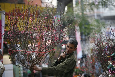 Hoa đào rực rỡ đón xuân về - ảnh 6