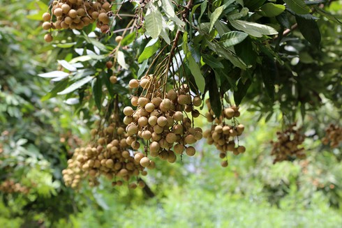 Ngủ 4 tiếng một ngày cho mùa long nhãn ngọt ngào - ảnh 1