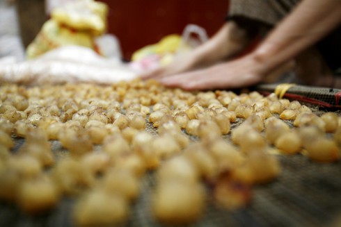 Ngủ 4 tiếng một ngày cho mùa long nhãn ngọt ngào - ảnh 11