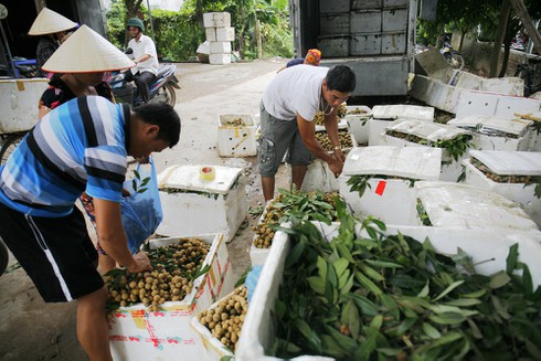Ngủ 4 tiếng một ngày cho mùa long nhãn ngọt ngào - ảnh 4