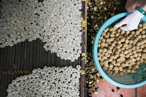 Ngủ 4 tiếng một ngày cho mùa long nhãn ngọt ngào - ảnh 8