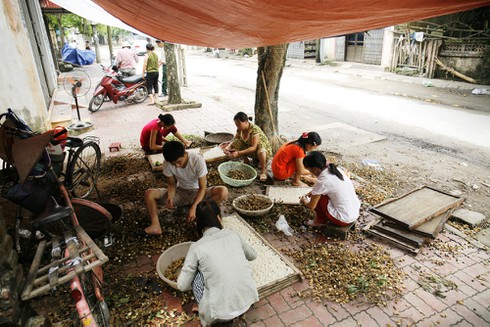 Ngủ 4 tiếng một ngày cho mùa long nhãn ngọt ngào - ảnh 9
