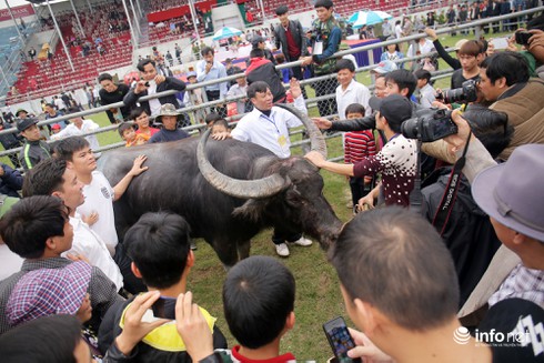 Những hình ảnh ấn tượng bên lề lễ hội chọi trâu 2015 - ảnh 12