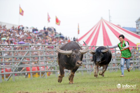 Những hình ảnh ấn tượng bên lề lễ hội chọi trâu 2015 - ảnh 7