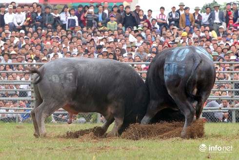 Những hình ảnh ấn tượng bên lề lễ hội chọi trâu 2015 - ảnh 9