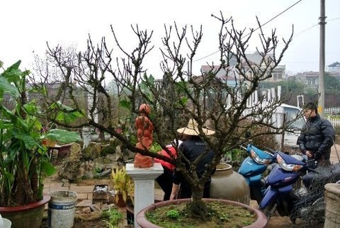 65 triệu một chậu lan, 70 triệu một gốc đào - ảnh 1