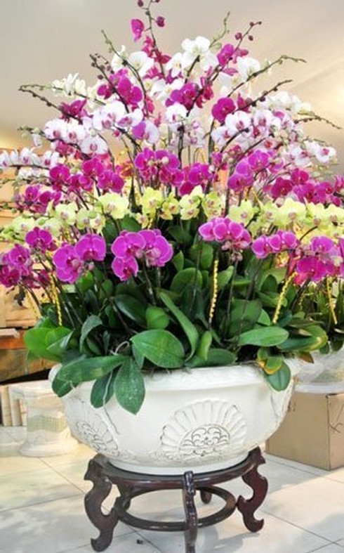 65 triệu một chậu lan, 70 triệu một gốc đào - ảnh 2