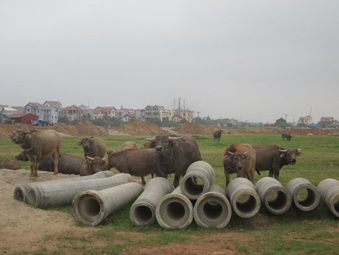 BĐS bỏ hoang điêu đứng, nông dân nuôi trâu, thả cá kiếm bộn - ảnh 2
