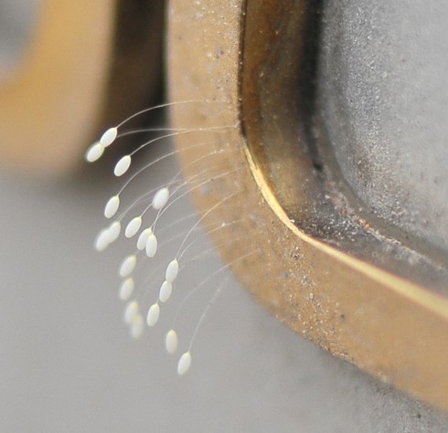 2 lần liên tiếp phát hiện