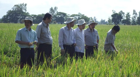 Trưởng Ban KTTW khảo sát “tam nông” tại ĐBSCL - ảnh 1