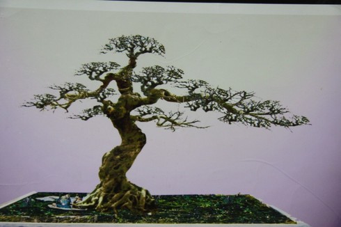 cây cảnh, mâm xôi con gà, cây ảo, họa sĩ