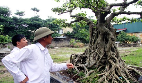 cây cảnh, mâm xôi con gà, cây ảo, họa sĩ