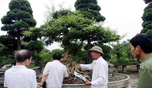 cây cảnh, mâm xôi con gà, cây ảo, họa sĩ