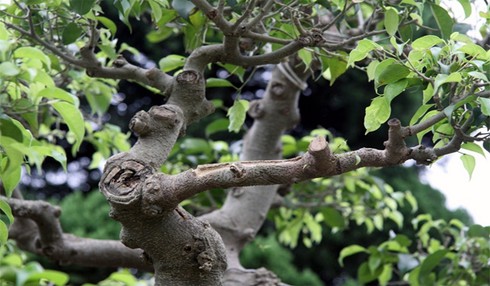 cây cảnh, mâm xôi con gà, cây ảo, họa sĩ