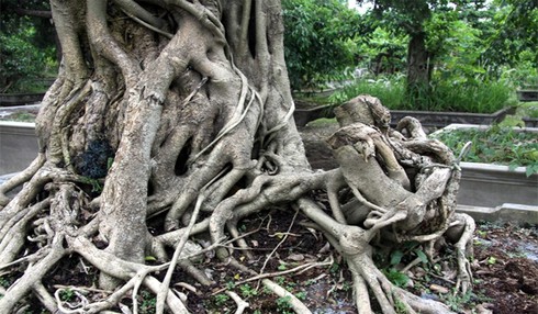 cây cảnh, mâm xôi con gà, cây ảo, họa sĩ