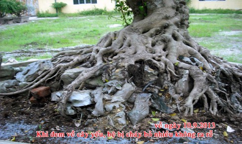 cây cảnh, mâm xôi con gà, cây ảo, họa sĩ