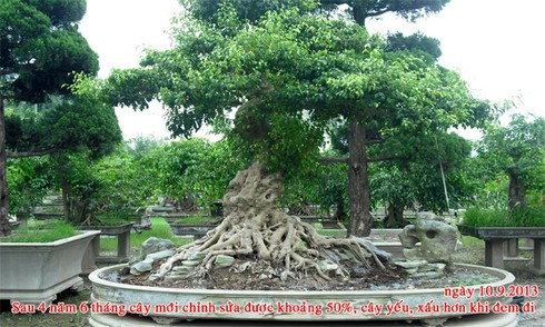 cây cảnh, mâm xôi con gà, cây ảo, họa sĩ