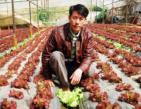 Anh Khẩn bên vườn xà lách lô lô tím.
