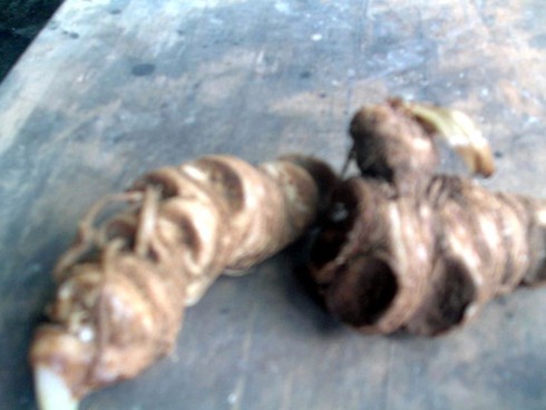 Đổ xô khai thác