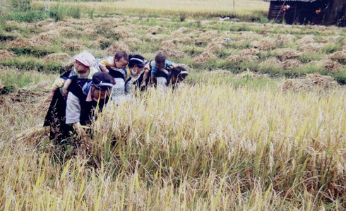 Những bức ảnh say lòng du khách SaPa - ảnh 13