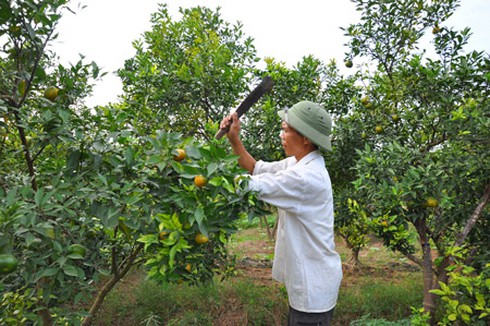 Bà Vương Thị Hải (thôn Đông Hạ, xã Đắc Sở) phải thuê người chặt bỏ diện tích cam và phật thủ chín sớm.